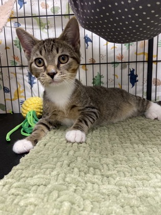 COUNT CHOCULA - Domestic Shorthair / Mix available for adoption