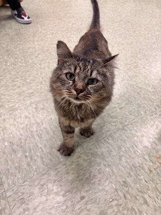 KING SCRUNGLE - Domestic Longhair / Mix available for adoption