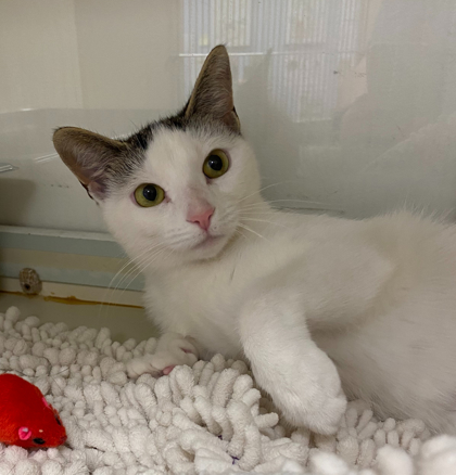 BELLA - Domestic Shorthair / Mix available for adoption