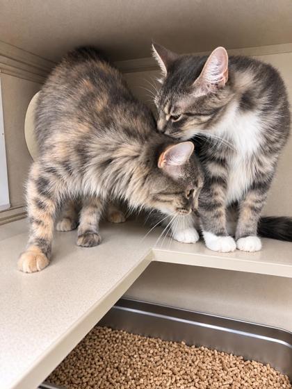 SALEM - BONDED PAIR - Domestic Medium Hair / Mix available for adoption
