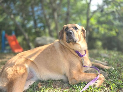 MABELINE - Black-Mouth Cur / Mix available for adoption