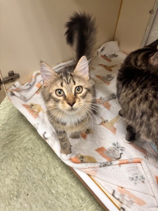 AMELIA - Domestic Medium Hair / Mix available for adoption