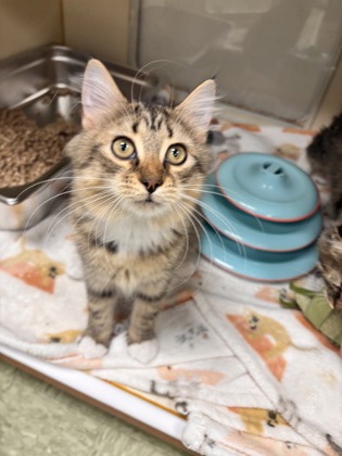 AMELIA - Domestic Medium Hair / Mix available for adoption