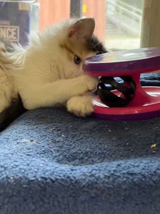 CHIPOLINA - Domestic Medium Hair / Mix available for adoption