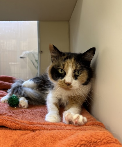 KATARA - Domestic Longhair / Mix available for adoption
