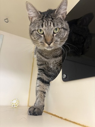 WINDSOR - Domestic Shorthair / Mix available for adoption