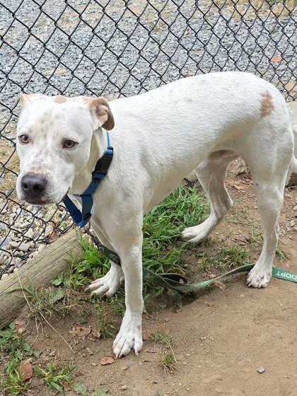 DUKE - Hound / Mix available for adoption