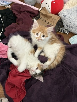 CHIPSTER - Domestic Medium Hair / Mix available for adoption