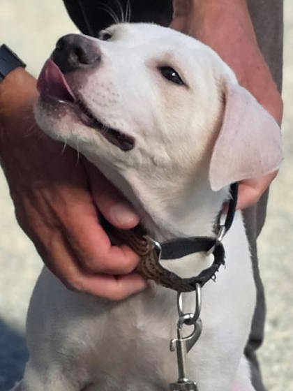 GAEL - Labrador Retriever / Mix available for adoption