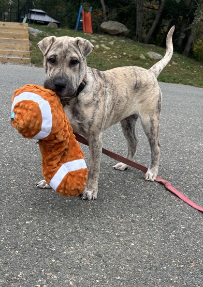 GIGGLES - Labrador Retriever / Mix available for adoption