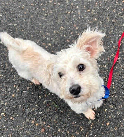 HUGHEY - Miniature Poodle / Mix available for adoption
