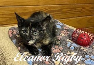 ELEANOR RIGBY - Domestic Shorthair / Mix available for adoption