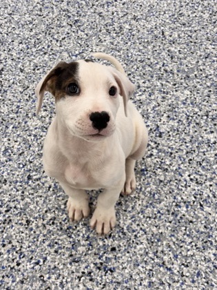 COOPER - Labrador Retriever / Mix available for adoption