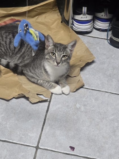 LEMON CURD - FOSTER - Domestic Shorthair / Mix available for adoption