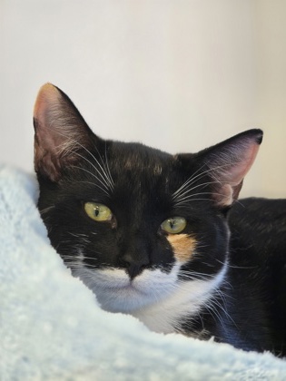 CAROLINE - Domestic Shorthair / Mix available for adoption