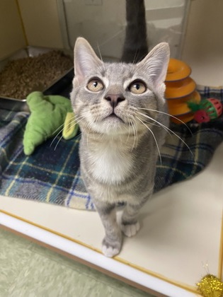 FRANKIN BERRY - Domestic Shorthair / Mix available for adoption