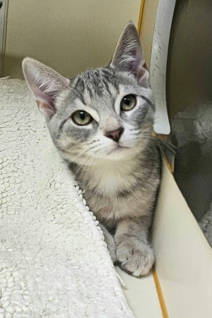 MOON SUGAR - Domestic Shorthair / Mix available for adoption