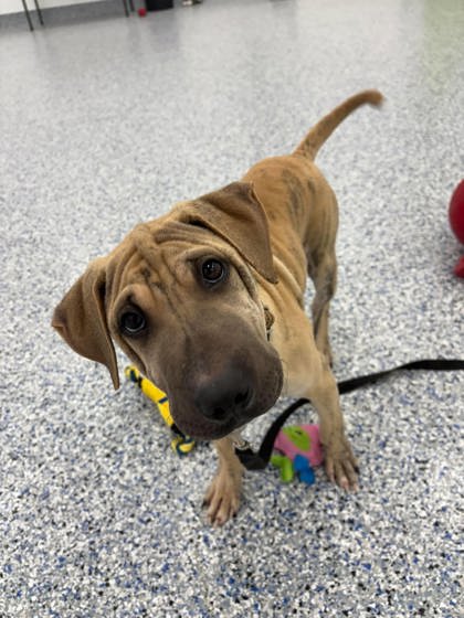 GILLIS - Labrador Retriever / Mix available for adoption