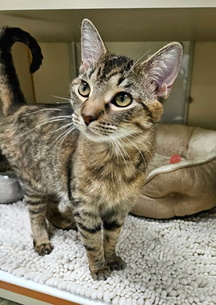 KAZOO - Domestic Shorthair / Mix available for adoption