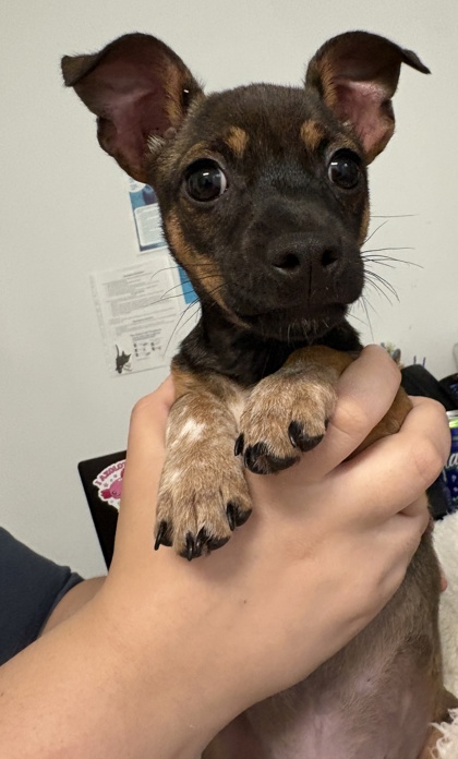 FRY - Short Coat Chihuahua / Mix available for adoption