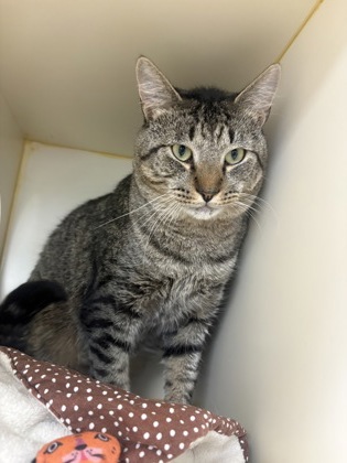 WINDSOR - Domestic Shorthair / Mix available for adoption