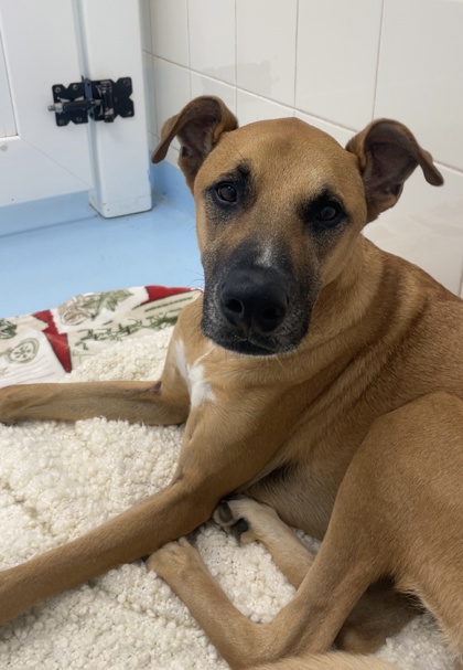 BUDDY - Great Dane / Rhodesian Ridgeback available for adoption