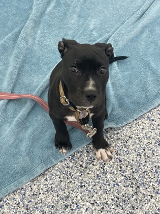 POP-TART - FOSTER - Mixed Breed, Medium (up to 44 lbs fully grown) / Mix available for adoption