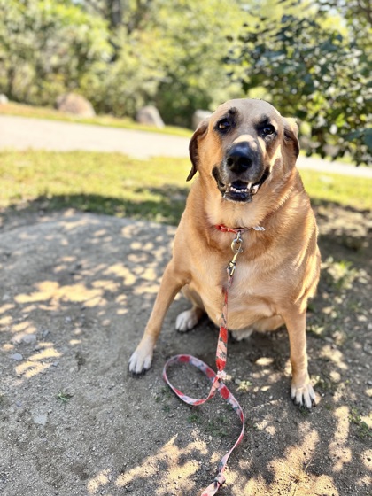 MABELINE - Black-Mouth Cur / Mix available for adoption