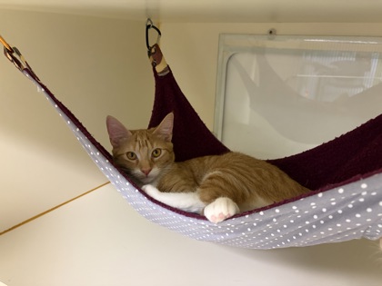 JO - Domestic Shorthair / Mix available for adoption