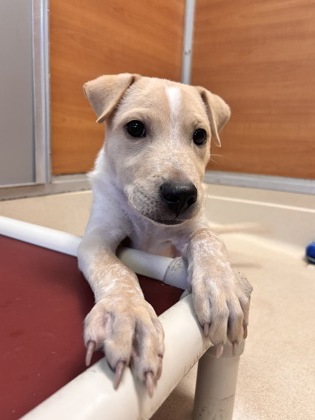 GILDO - Labrador Retriever / Mix available for adoption