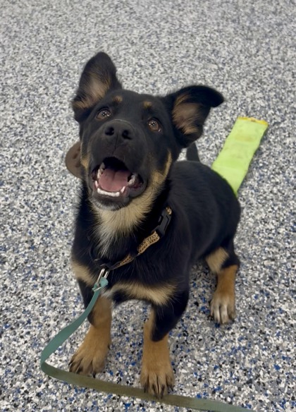 MANCHA - Labrador Retriever / Mix available for adoption