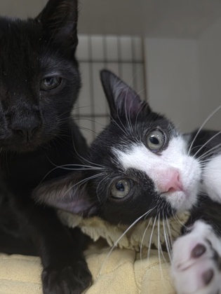 CILANTRO - Domestic Shorthair / Mix available for adoption