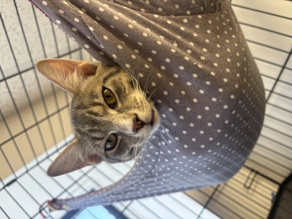 AVETT - Domestic Shorthair / Mix available for adoption