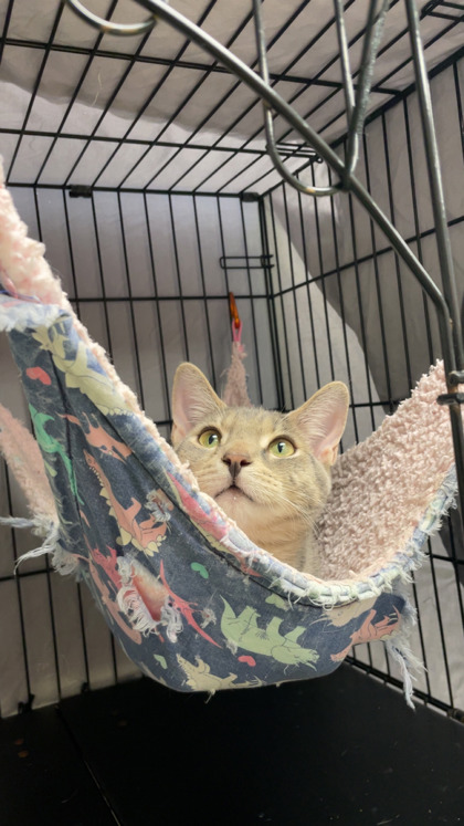 FRED - Domestic Shorthair / Mix available for adoption