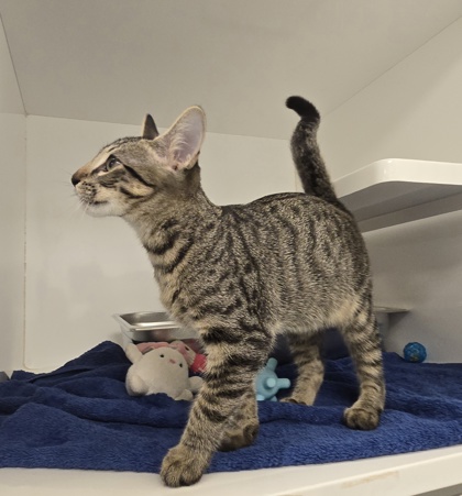 GEORGE - Domestic Shorthair / Mix available for adoption