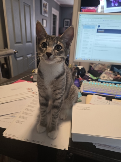 LEMON CURD - FOSTER - Domestic Shorthair / Mix available for adoption