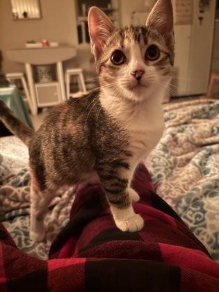 MIA - FOSTER - Domestic Shorthair / Mix available for adoption