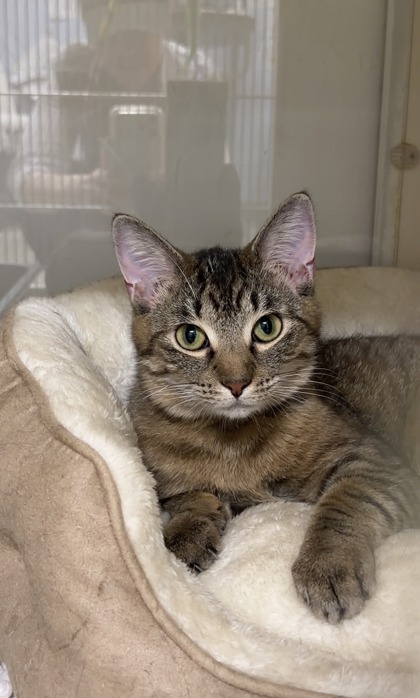 KAZOO - Domestic Shorthair / Mix available for adoption
