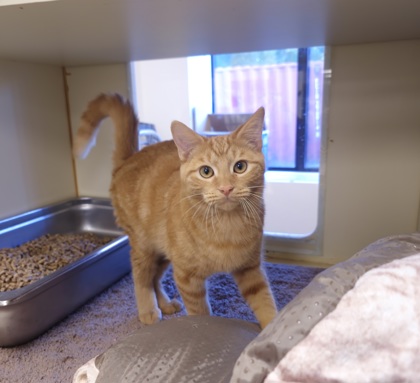CHEETO - Domestic Medium Hair / Mix available for adoption