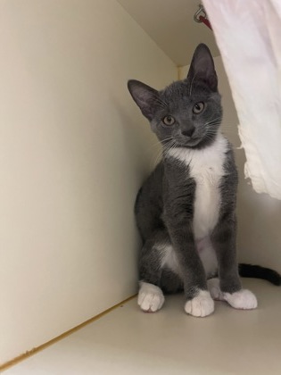 SKOOMA - Domestic Shorthair / Mix for adoption in Cambridge