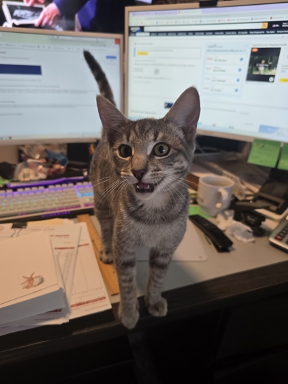 JELLY DONUT - FOSTER - Domestic Shorthair / Mix available for adoption