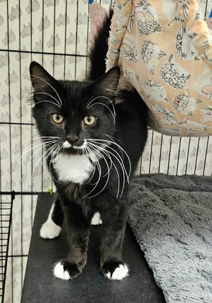 MACK - Domestic Medium Hair / Mix available for adoption