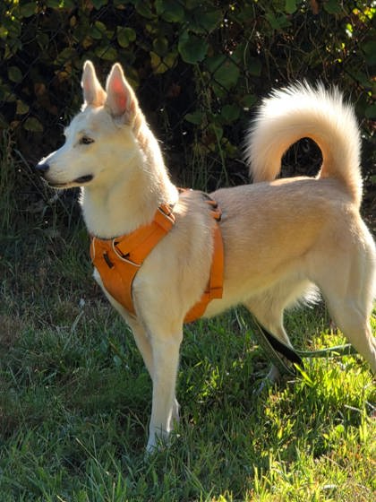 SKY - FOSTER - Siberian Husky / Mix available for adoption