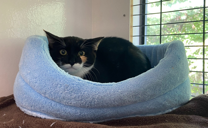 CAROLINE - Domestic Shorthair / Mix available for adoption