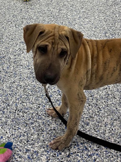 GILLIS - Labrador Retriever / Mix available for adoption