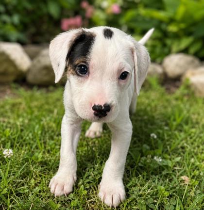 COOPER - Labrador Retriever / Mix available for adoption