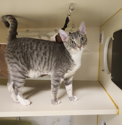 SAILOR - Domestic Shorthair / Mix available for adoption