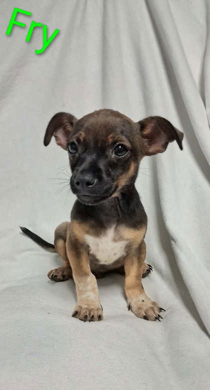 FRY - Short Coat Chihuahua / Mix available for adoption