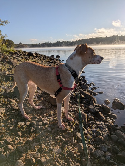 LIBERTY - FOSTER - Labrador Retriever / Mix available for adoption