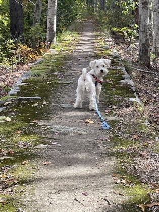 HUGHEY - FOSTER - Miniature Poodle / Mix available for adoption